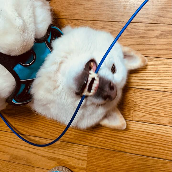 0645d627 2e99 4cd6 ad69 af17a9fd502a 1680735904098