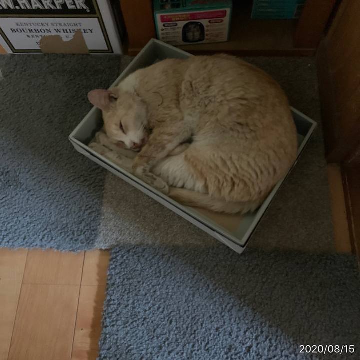 0648a04e c571 4ccb bfdc afe1038d8545 1597469900647