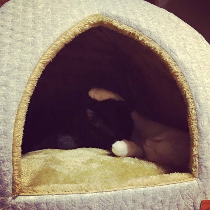 064a3d3a 8701 43ce 8881 8e6c550c3b0c 1508073416627