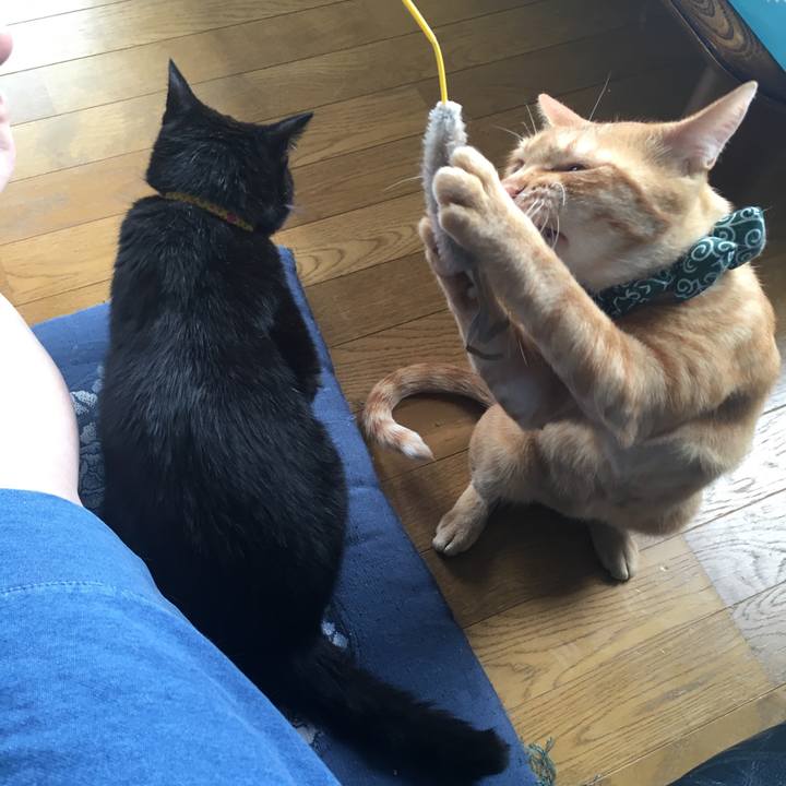 064aa4a0 0f41 4cd4 bd1c 7128f8754466 1532354544556