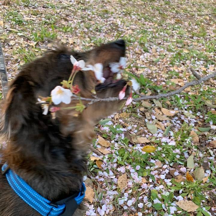 064c199f e03b 4a68 88f5 3f9dcbc84caf 1586583104284