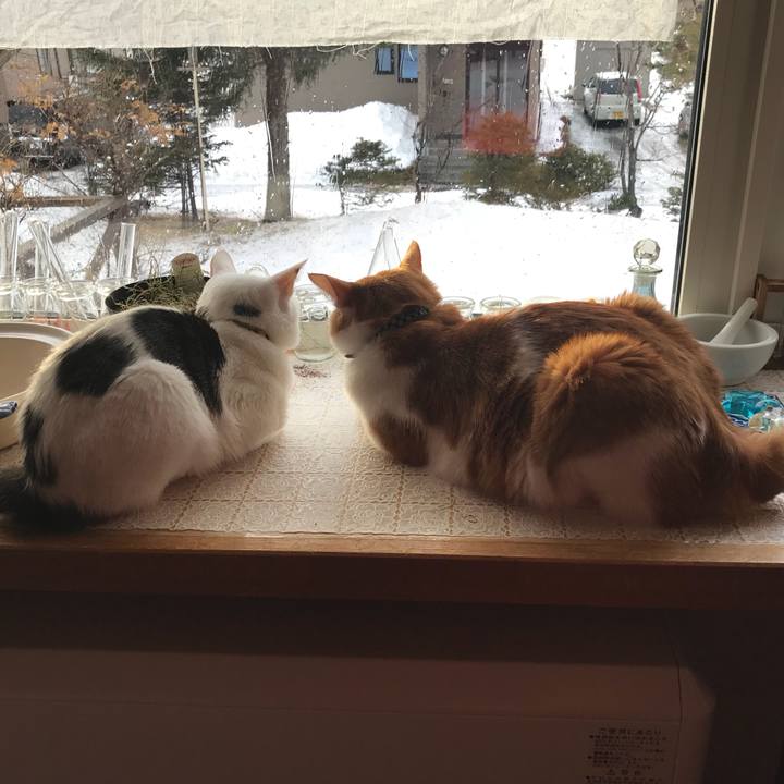 064f6dcd 3166 41c5 87c4 b8b9a79cc530 1520545328912