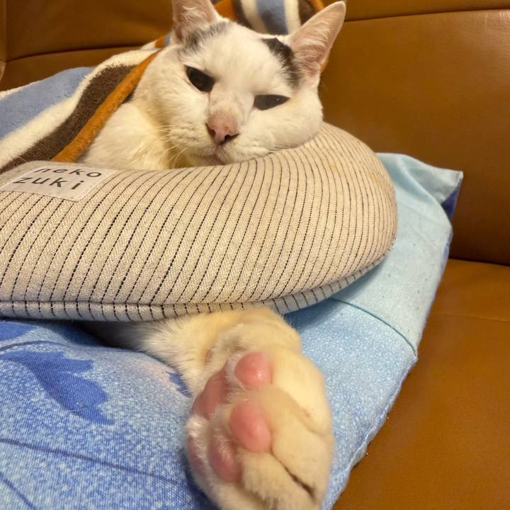 065086cd 69aa 4f86 b4be d4600a3d9e55 1769343080410