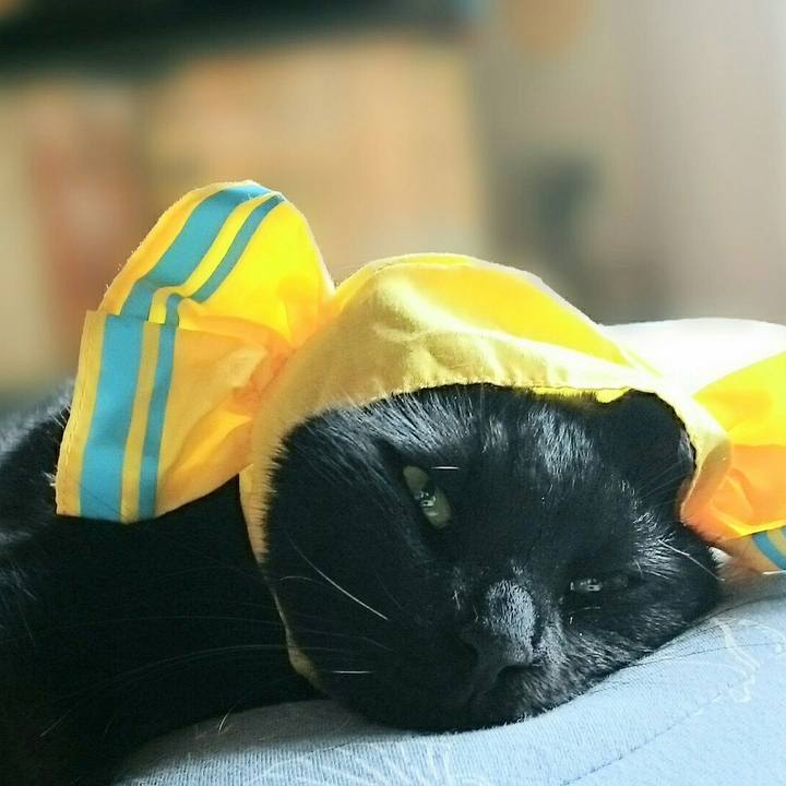 0650a1e9 823e 40a8 9974 f9cac2f973e7 1526692753392