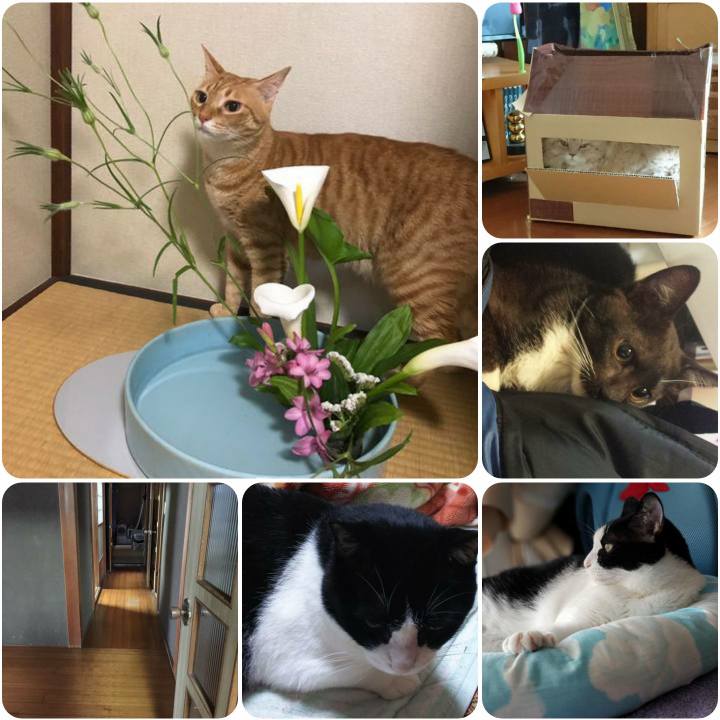 06512e51 7c6a 4033 be87 c45dfbb08bb2 1559905148972