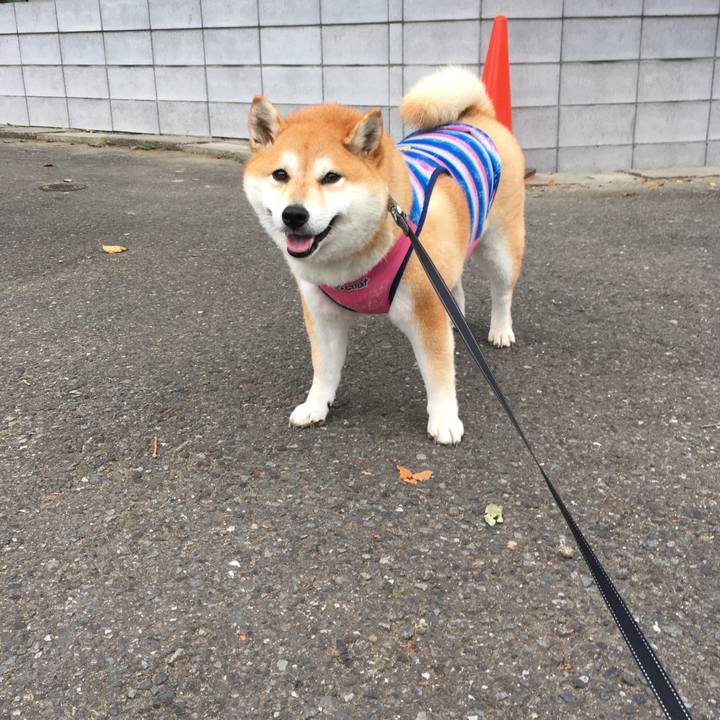 065937f1 c64c 4c12 877f 346c6feb9ff4 1567637445561