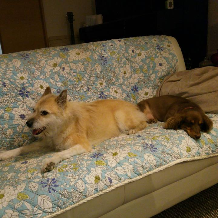 065e48dd 9306 427b a403 d641dda5d86c 1533986979346