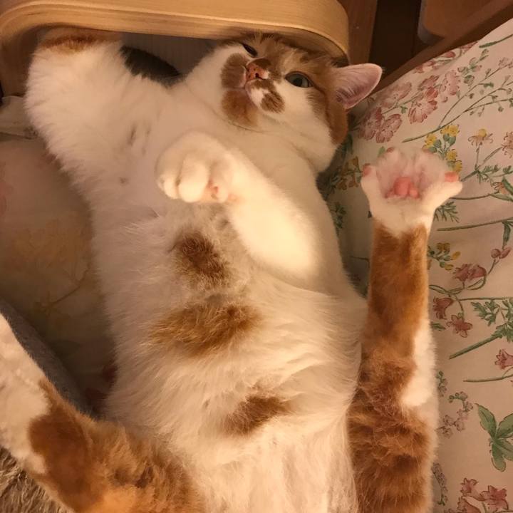 065fbc3d 37ab 4e81 a31b 7a143471ef0d 1551795198861