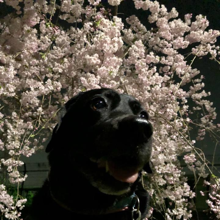 06628a9d ddf1 4600 8032 78e68b92e331 1522757108001