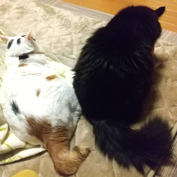 0662c7fa 1ba8 4e0b bbd1 a1e5603939b0 1641552753863