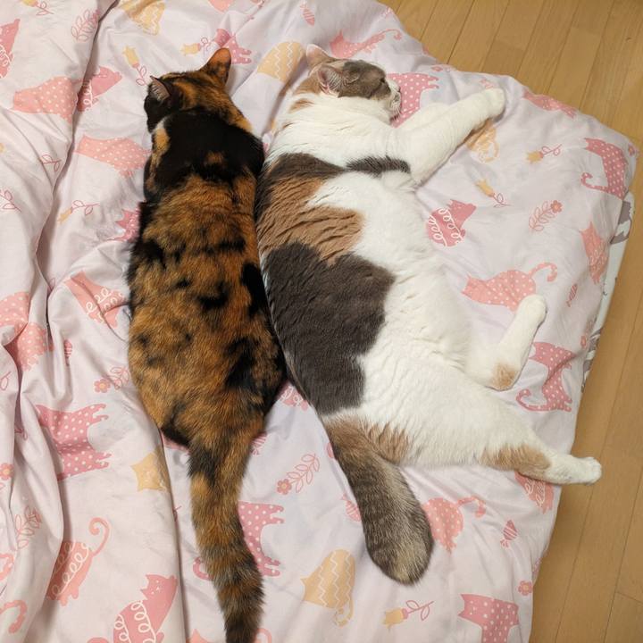 066428ae 83d1 490a 9568 c877ed22cc11 1716700587024