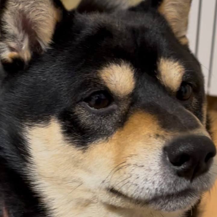 06655e21 0be7 4551 9674 fbe4941652db 1743567558824