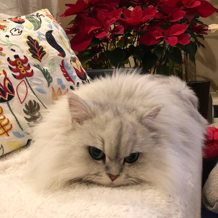 0665c935 589b 46e4 825a 4df990b919a8 1549189279725