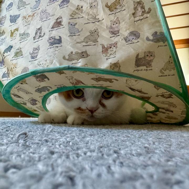 0665ce5d 6cee 46e9 af42 a4c21e53679c 1762742734318