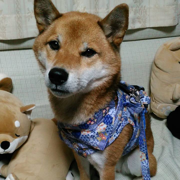 06661ae2 1fdc 457f 8b07 6b3c5a8919d1 1510129155440