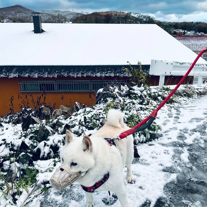 06676c82 be4c 41b3 a419 35439870e8d8 1762554973072