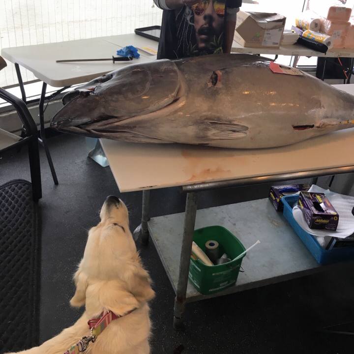 0667f1eb d941 4dbf a4d6 583be50bb022 1513231897770