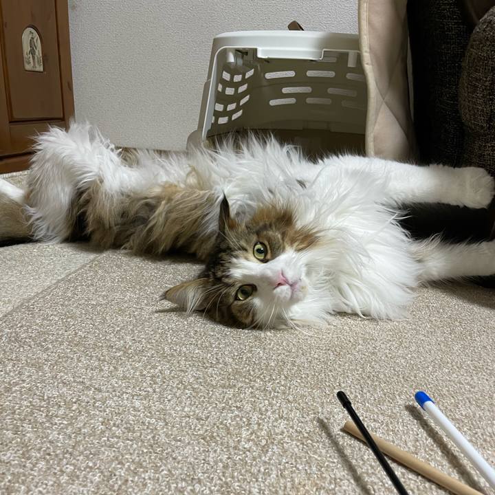 0668cdcd 2e8f 443b b740 dbba889ef758 1678620572245