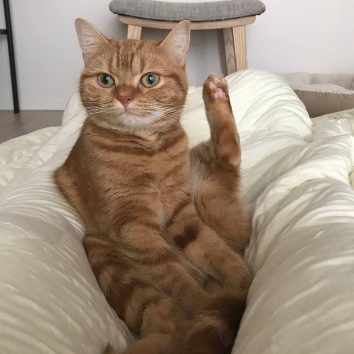 066ab706 3c17 48da a360 a6859bd0b1db 1509749503075