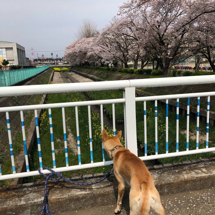 066d36c2 683e 47f8 b9ef edb79e9182ff 1554613199034