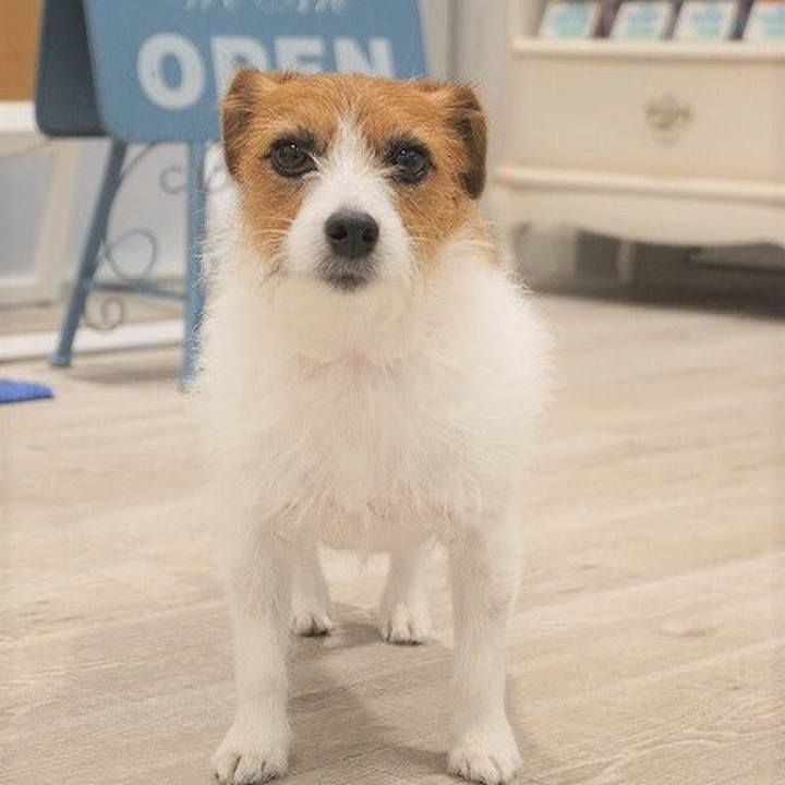 066e11dc c490 404c a262 7e904e6e091a 1544270557029