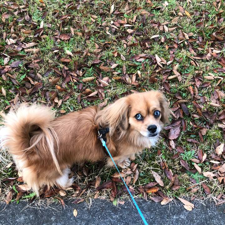 066e9c0e ec50 412d bff9 1bddb673d52a 1542495471013