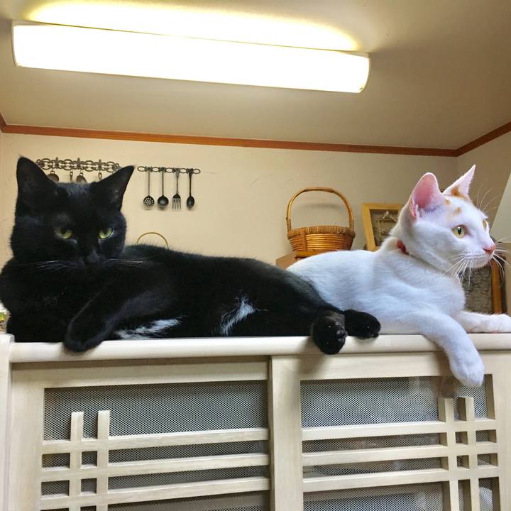 066f7919 959f 4335 a0f3 f04f93bdbd07 1508165698082