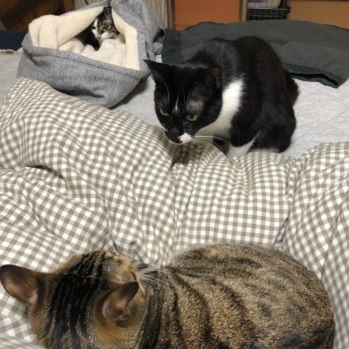 06733f81 5693 46a3 83fa 6ac70e760ada 1553886533077