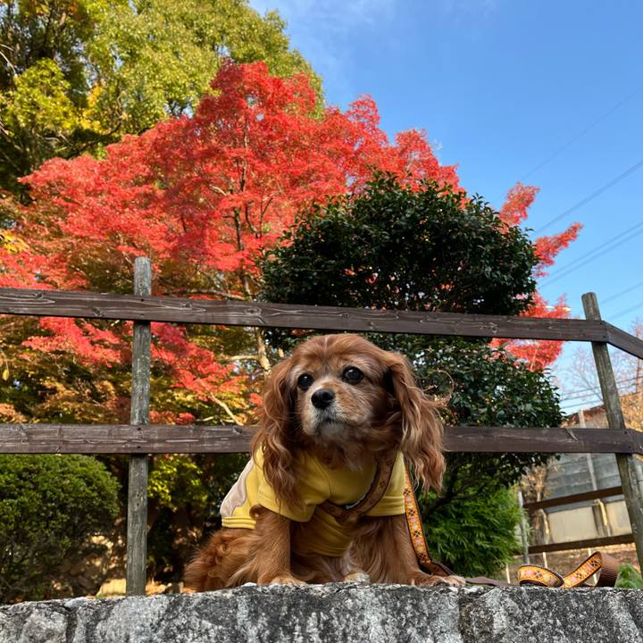 0676f349 9660 4591 a966 56fbbe6f6aa5 1763687145471