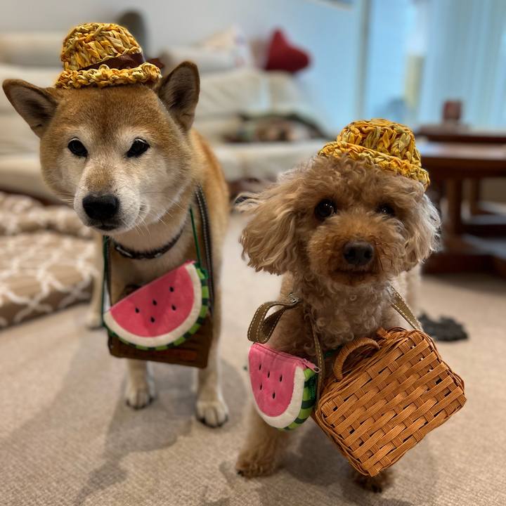 0678c1f1 659e 4eaf 97ca 073eb7c3a1e8 1663333779211