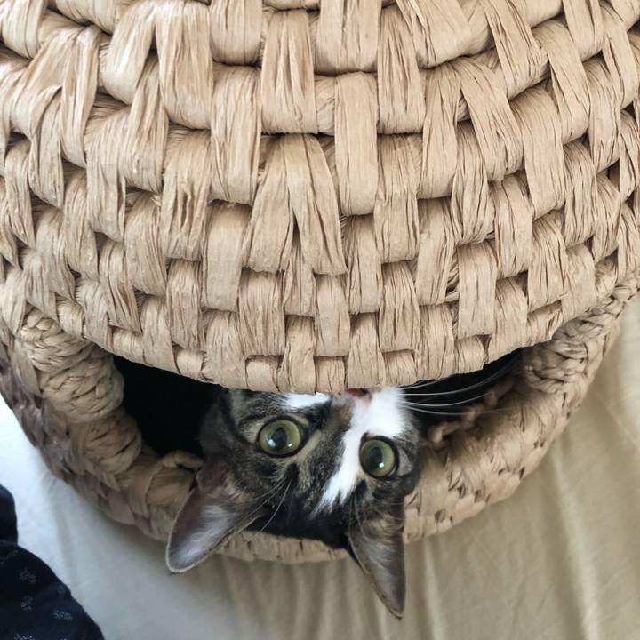 067b3d12 c945 4ee2 a931 a325ecd739f5 1527483074540