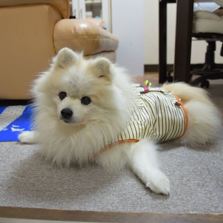 067fcd8f ec90 4d8c 80c6 d044186a3b04 1508396080952