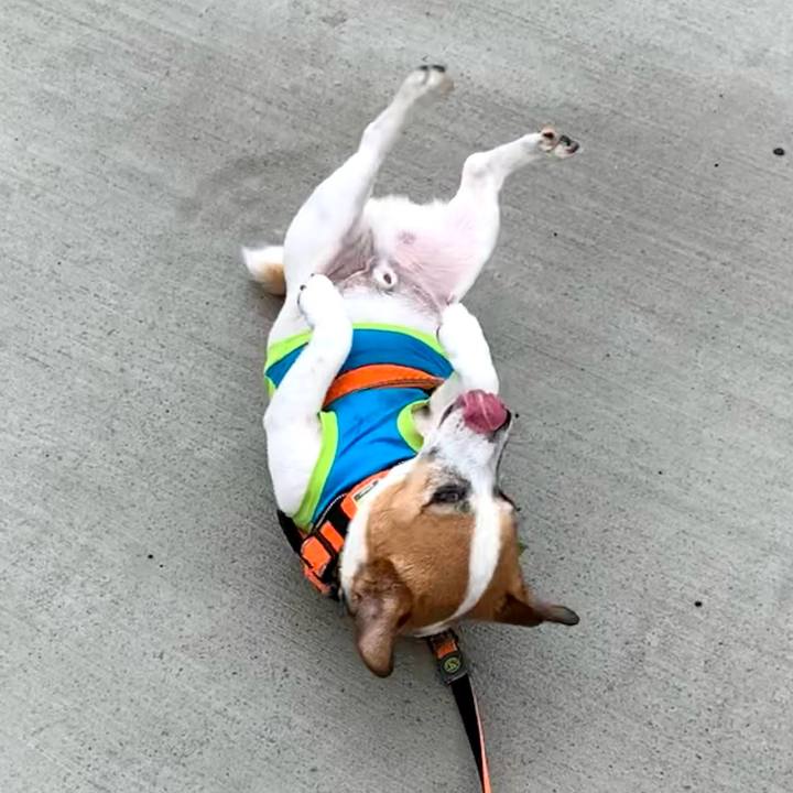 06826668 36d7 475d a860 cd63433ac8c7 1720070528353