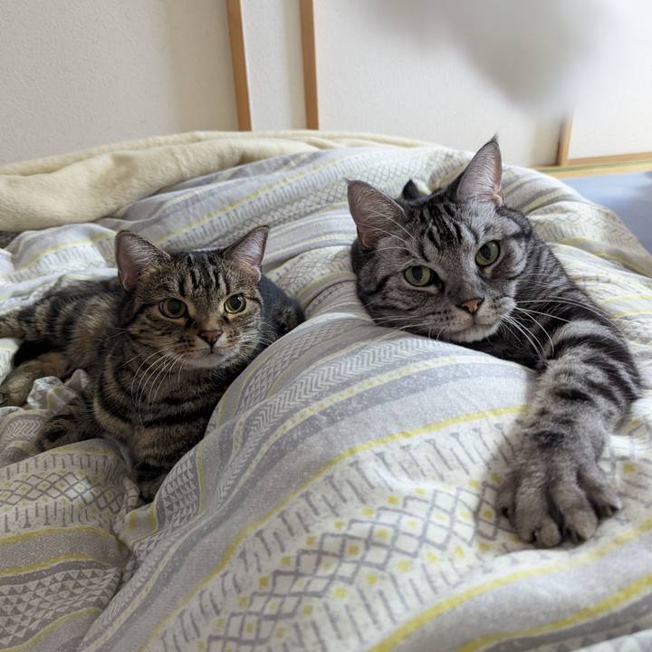 0685432f 0f45 40a3 bacf 021b9bad2afa 1702447263834