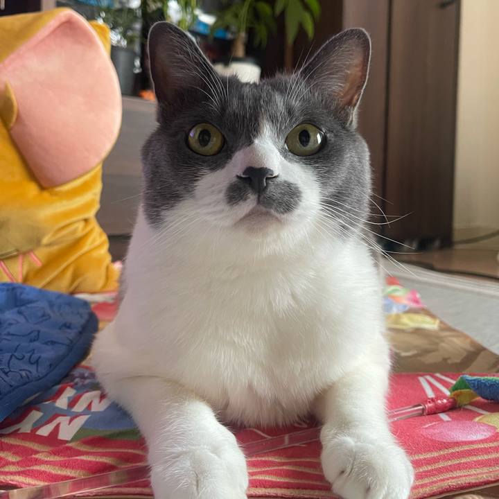 0688a777 5213 4451 846e e6bd5d773cdc 1751848239566