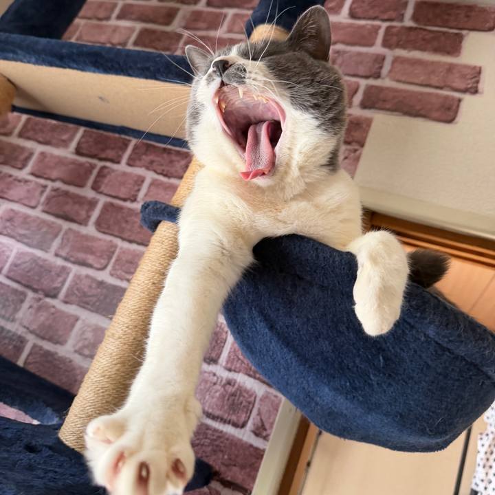 0689e32f 9d44 4361 a6b8 e71cedfcdcd0 1773718446565