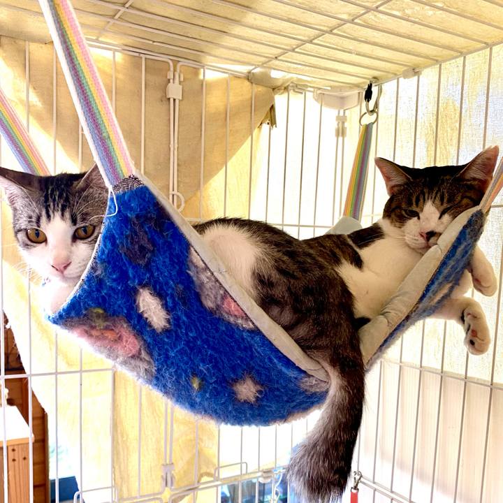 068ae807 abec 452d 904e 241f20a70e67 1753602067009