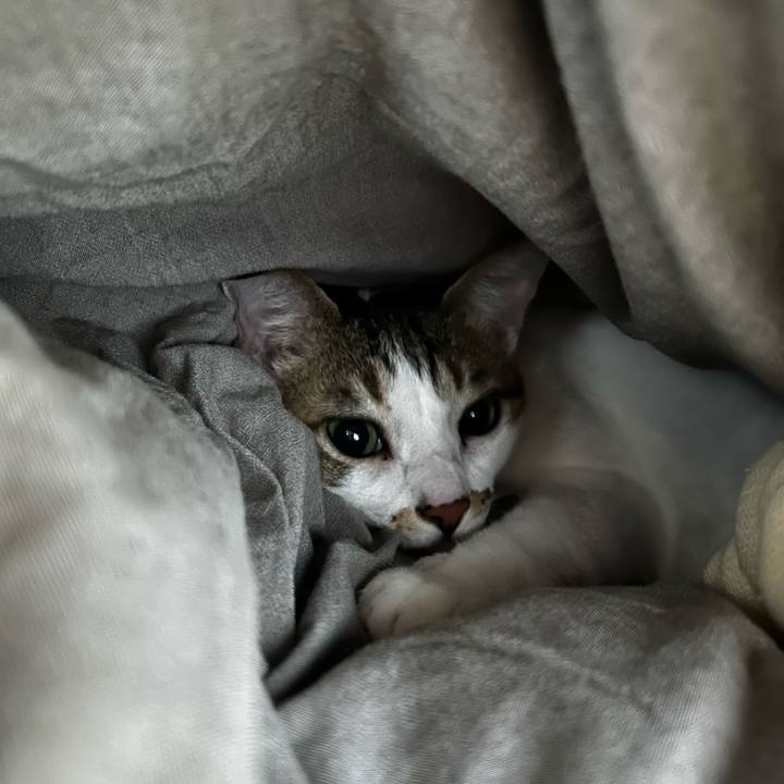 068beee5 1024 454b 97e0 bc2339286ea5 1761432542627