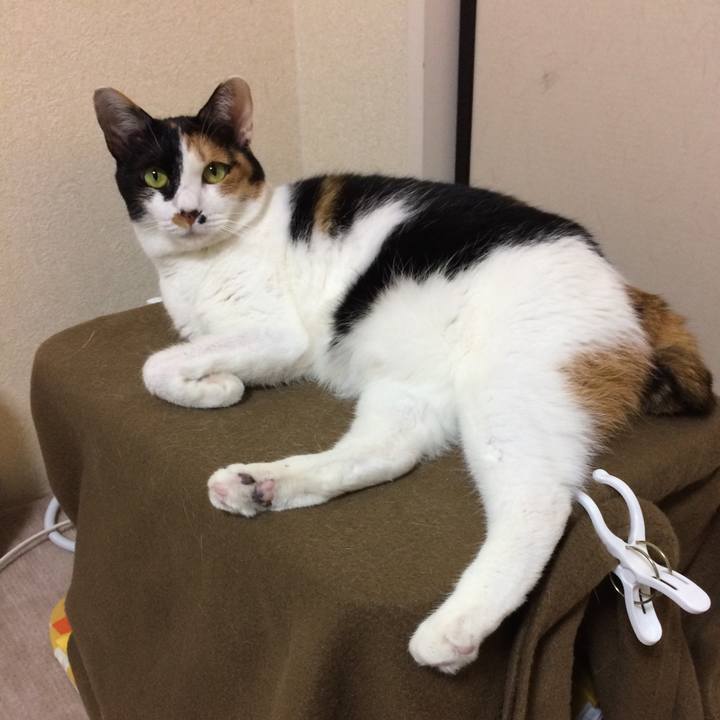 068c1504 d6f6 40f5 99bf 9f998a5f881f 1583242031848