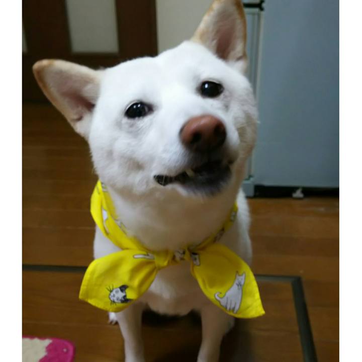 068c1ade 9a83 4280 9c52 91711e25ce17 1521676537808