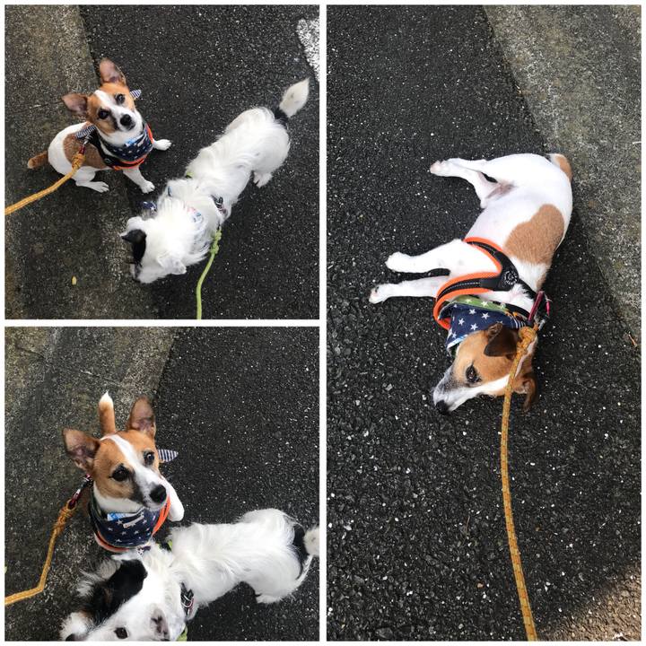 068c8b8f 6eeb 424e a2d1 efdb8ccd3ffc 1531869786076