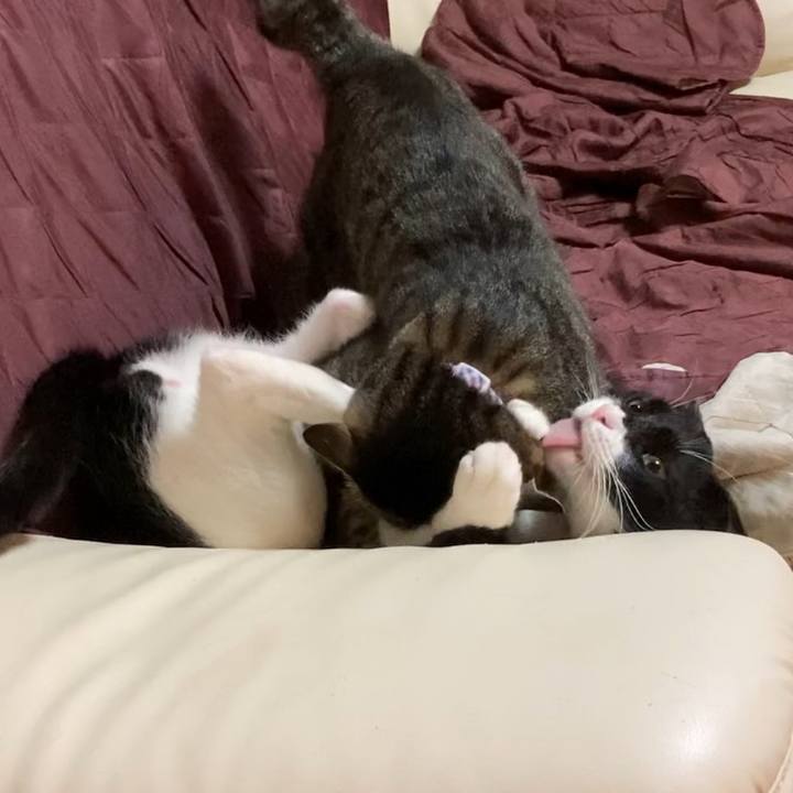 068d6d9a 668b 4109 921f e05263532004 1619879305406