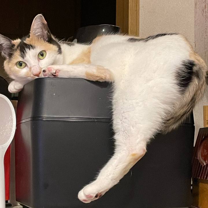 068f0f6d deeb 4fa8 879a 00b34476868b 1741963752948