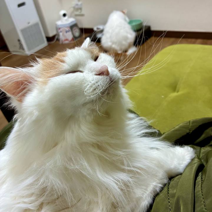 068f4120 1d2d 4a07 a765 54978302b13a 1771127748468