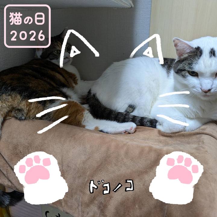 06906e7a 1b3c 4b5e 9157 29f78b413350 1771788380831