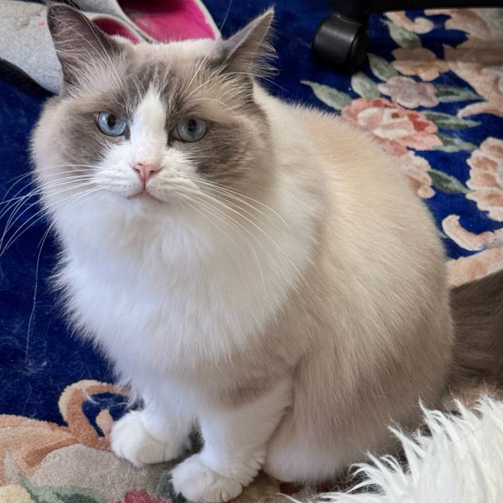 06944f76 638f 43bc baa0 2dfa8a852a31 1752899986281