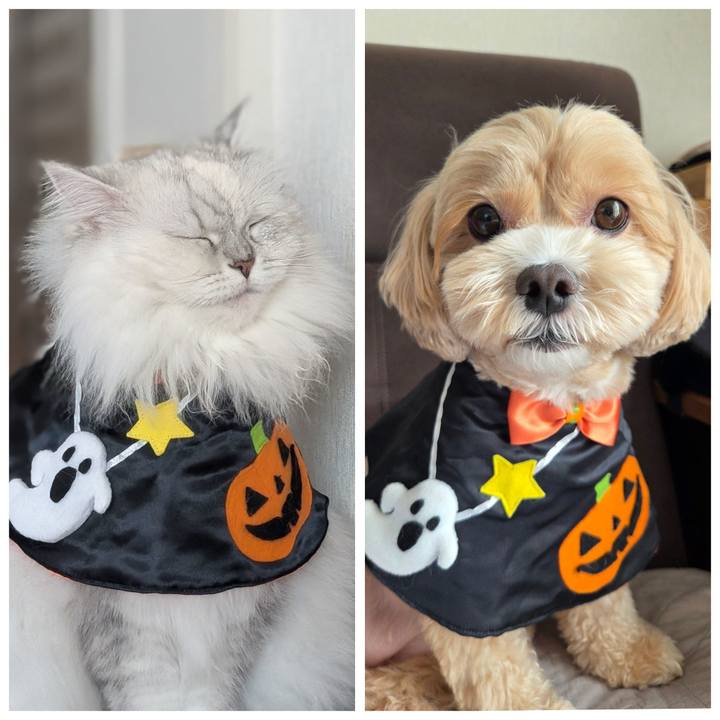 0694bcc0 bb16 4d9d 99bb 67bbc5dba941 1761873348852