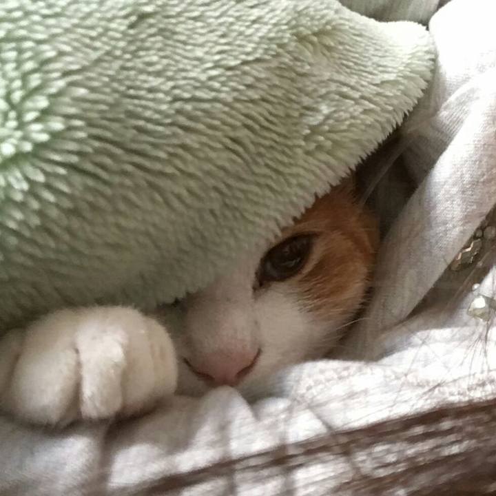 0695dfee c7a7 40c5 b539 7a0f0aac2ab8 1509758838803