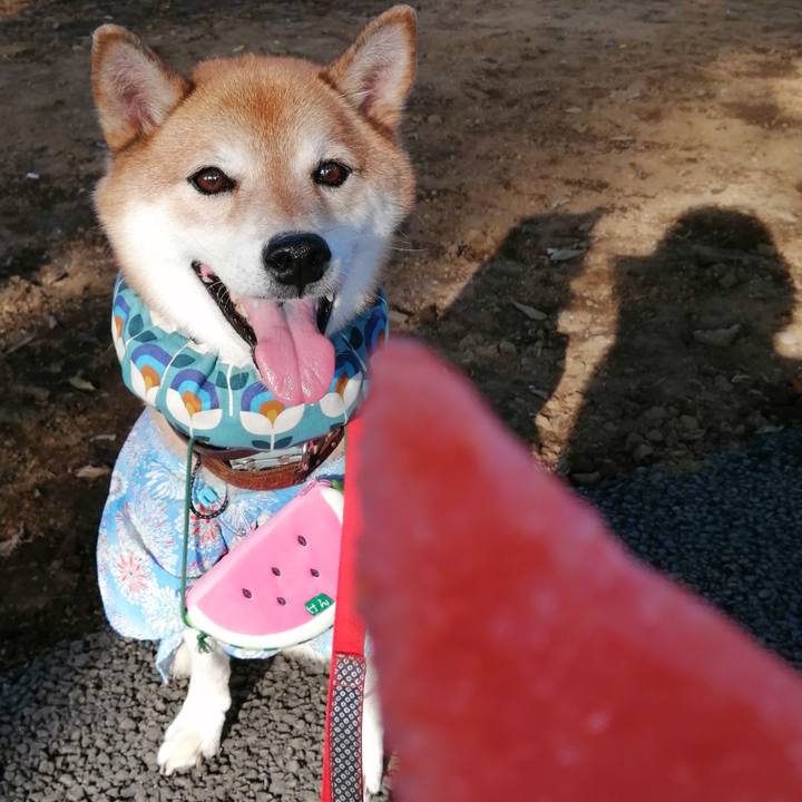 0698bcdf f4b5 4892 9e9a 88569883a86d 1693139216121