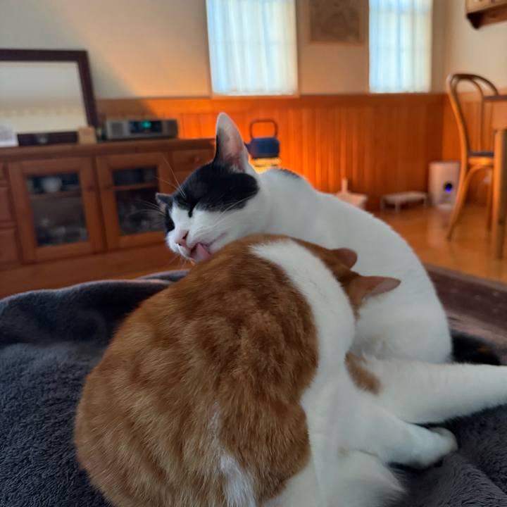 069ab025 10f5 49de be33 ee0d68492c2d 1770815374293